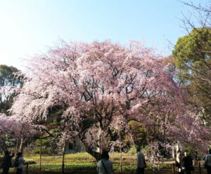 六義園のさくら