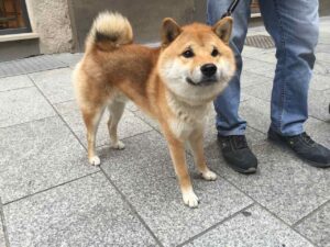 あきらくん
